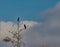 Cormoran in bozzi saudini wetland