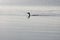 cormoran in massaciuccoli lake