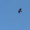 .Cormoran Phalacrocorax seabird, flying over salt lake in Albufera mallorca, balearic islands, spain