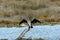 .Cormoran Phalacrocorax seabird, flying over salt lake in Albufera mallorca, balearic islands, spain