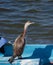Cormoran relaxing on a wooden pole in a pond in southern Sardinia