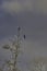 cormoran on top a tree in massaciuccoli lake