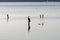 cormoran on top wooden pole in massaciuccoli lake