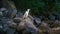 Cormorans from the Danube Delta in search of food.