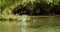 Cormorans from the Danube Delta in search of food.