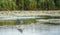 Cormorans from the Danube Delta in search of food.