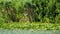 Cormorans from the Danube Delta in search of food.