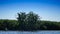 Cormorans from the Danube Delta in search of food.