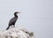 Cormorant