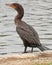 Cormorant