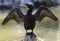 cormorant pictures