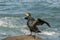 Cormorant Airing It`s Wings on a Rock by the Sea