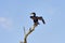 Cormorant also known as Cormoran or Phalacrocoracidae waiting for a catch in the Danube Delta, Romania