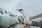 Cormorant antarctic shag on Booth island in Antarctica