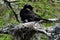 Cormorant baby in nest with mom
