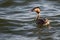 Cormorant bathing in the lake of avigliana