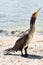 cormorant beach summer sea full length