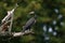 Cormorant - a beautiful black hunter