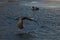 Cormorant - beautiful swimmer and hunter