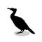 Cormorant bird black silhouette animal