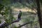 Cormorant bird patiently sitting on a tree branch