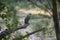 Cormorant bird patiently sitting on a tree branch