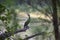 Cormorant bird patiently sitting on a tree branch