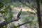 Cormorant bird patiently sitting on a tree branch