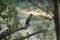 Cormorant bird patiently sitting on a tree branch