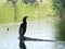 Cormorant bird resting on tree branch
