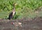 Cormorant bird seeing some one