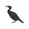 Cormorant bird spiral pattern color silhouette animal.