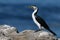 Cormorant bird standing on rocks