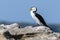 Cormorant bird standing on rocks