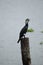 Cormorant bird watching