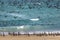 Cormorant birds on a beach in Musandam