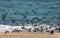 Cormorant birds on a beach in Musandam