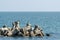 Cormorant Birds At The Black Sea