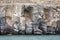 Cormorant birds on a cliff in Musandam