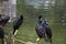Cormorant birds cormorants family black shiny feathers on boat in river