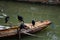 Cormorant birds cormorants family black shiny feathers on boat in river