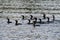 Cormorant birds las isletas de Granada Nicaragua lake