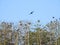 Cormorant birds on old tree branch, Lithuania