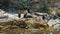 Cormorant birds on a rocky sea shore Mediterranean