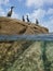 Cormorant birds standing on a rock on the sea shore