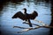 Cormorant black bird above water