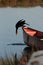 Cormorant and boat