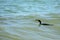 Cormorant caught a fish in its beak