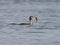 Cormorant caught a fish and threw it into the air