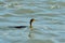 Cormorant caught a pipefish in its beak